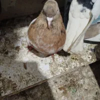 کله هفت رنگ ماده سینه زرد ماده