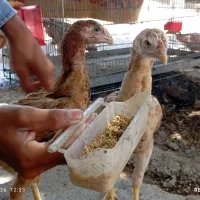 جوجه لاری اصیل