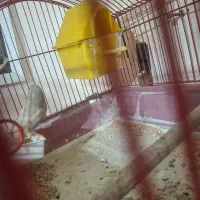 فنچ ماده بدون قفس