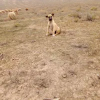 توله سرابی|سگ|انگوت, |دیوار