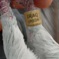 کبوتر پلاکی نر عراق