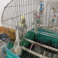 عروس هلندی خوش ذوق سخنگو