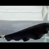 سه عدد ماهی گیاه خوار