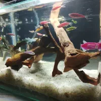 اکواریوم طبیعی و مصنوعی