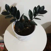 حراج و اقعی ۲۷۰هزار