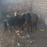 فروش گوسفند