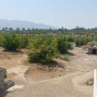 باغ نخل و مرکبات داخل شهر جهرم با قیمت مناسب|فروش دفتر صنعتی، کشاورزی، تجاری|جهرم, |دیوار