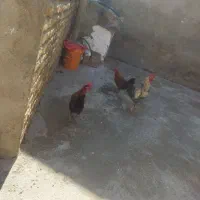 سه عدد خروس