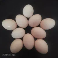 تخم مرغ نطفه دار و گوشت ایام سمانی