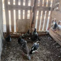 کبوتر|پرنده|حمیدیه, |دیوار