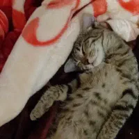 گربه ۵ ماهه|گربه|سنقر, |دیوار