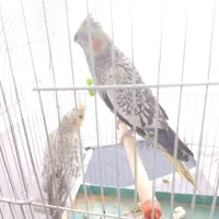 عروس هلندی