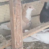 کبوتر نقش|پرنده|سیرجان, |دیوار