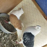 یک جفت دوبال مهر کشیده|پرنده|فاضل آباد, |دیوار