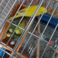 مرق عشق|پرنده|شاهین‌شهر, شهرک میلاد|دیوار