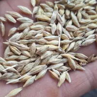 جو آبی رقم بهمن پایه کوتاه