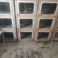 قفس جفتگاه|لوازم جانبی حیوانات|طرقبه, |دیوار