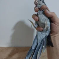 طوطی راهب