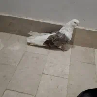 ۲کت سرور|پرنده|ابهر, |دیوار