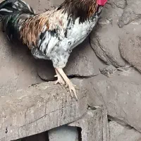 خروس و مرغ و غاز محلی طبیعی|حیوانات مزرعه|مشگین شهر, |دیوار