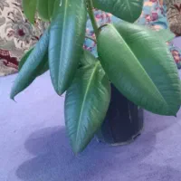 گل طبیعی  فیکوس