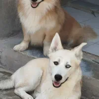 هاسکی پاکوتاه|سگ|دورود, |دیوار