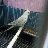 عروس هلندی آلبینو ،
