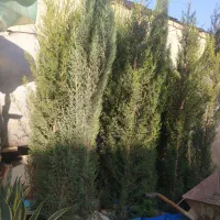 باغبان. طراح فضای سبز و نگهداری.هرس.کل کرج|خدمات باغبانی و درختکاری|کرج, شهرک نهال و بذر|دیوار