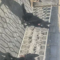 ژرمن بلک وژرمن ماده