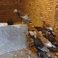 بوقلمون ومرغ