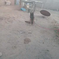 سگ ماده ژرمن شولان. اصل ژرمنی