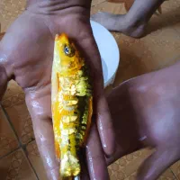 کوی تایلندی