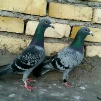 کفتر ضمانت پرش