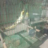 عروس هلندی ۲ جفت۲۰۰۰۰۰۰ بیدونی قفس|پرنده|پردیس, فاز ۱۱|دیوار