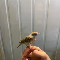 قناری دستی.سهره.