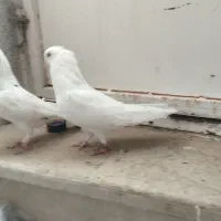 کاشانی یا تهرانی|پرنده|بندر ماهشهر, |دیوار