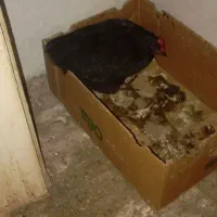 مرغ تخم گذار ۶۰۰