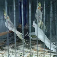 تعدادی جوجه عروس هلندی تازه دونخور