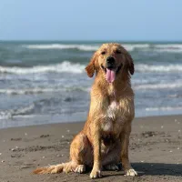 سگ گلدن ماده|سگ|محمودآباد, |دیوار