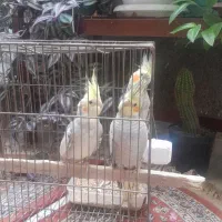 سه تا عروس هلندی خوشگل|پرنده|خلخال, |دیوار