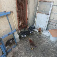 فروش مروغ وخروس گلین