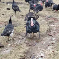 فروش بوقلمون طبیعی و ارگانیک