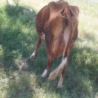 گاو شیری با گوساله نر بزرگ