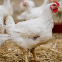 فروش مرغ سفید گوشتی