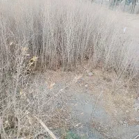 نهال انار قرمز ،پوست نازک|خدمات باغبانی و درختکاری|خواف, |دیوار