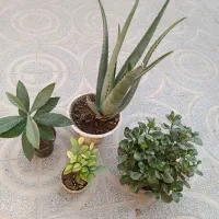 گل ونهال|گل و گیاه طبیعی|فلاورجان, |دیوار