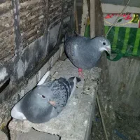 ابلق سبز جوجه|پرنده|شیراز, دست خضر|دیوار