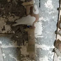 مال اینجا نیستن|پرنده|بروجرد, |دیوار