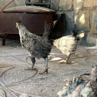 جوجه کردی
