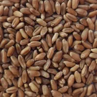 گندم بذری آراز